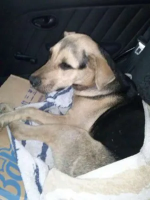 Cachorro raça Indefinida idade 1 ano nome Thomas J