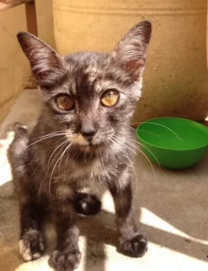 Gato raça  idade 2 a 6 meses nome MIA