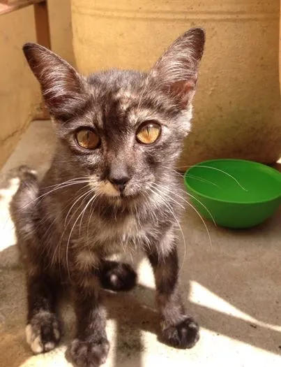 Gato ra a  idade 2 a 6 meses nome MIA