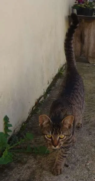 Gato ra a não sei idade 1 ano nome não sei