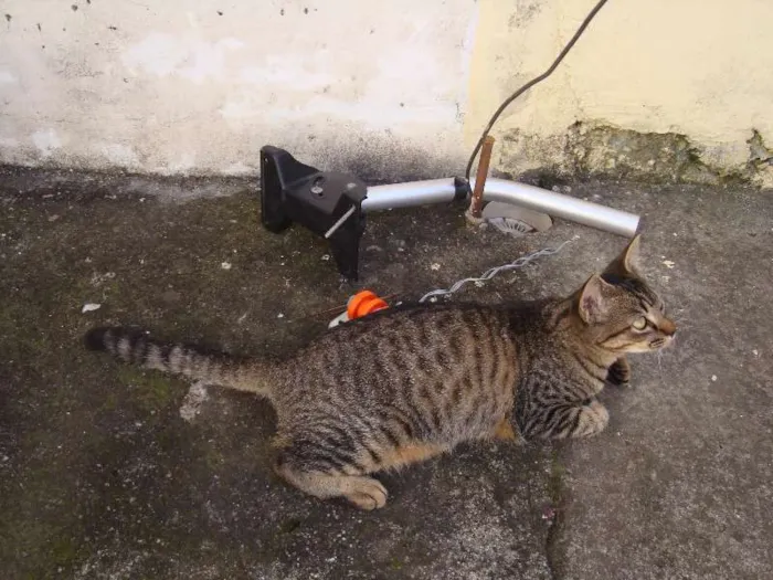 Gato ra a não sei idade 1 ano nome não sei