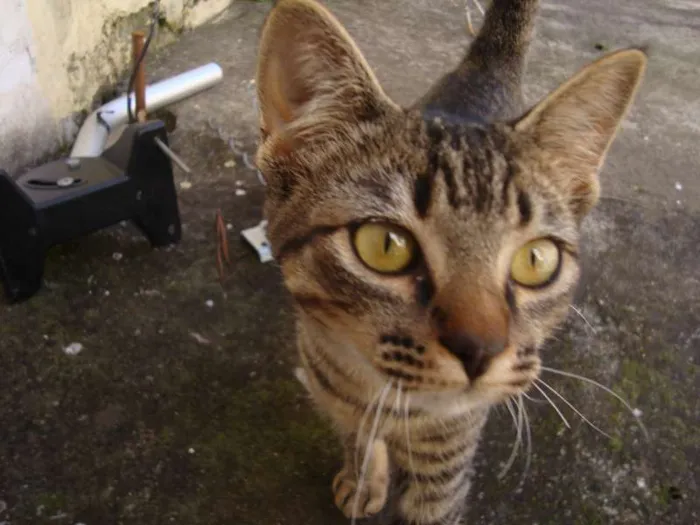 Gato ra a não sei idade 1 ano nome não sei