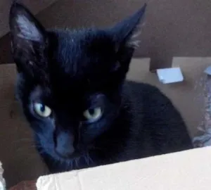 Gato raça Vira-lata idade 2 a 6 meses nome Pingina