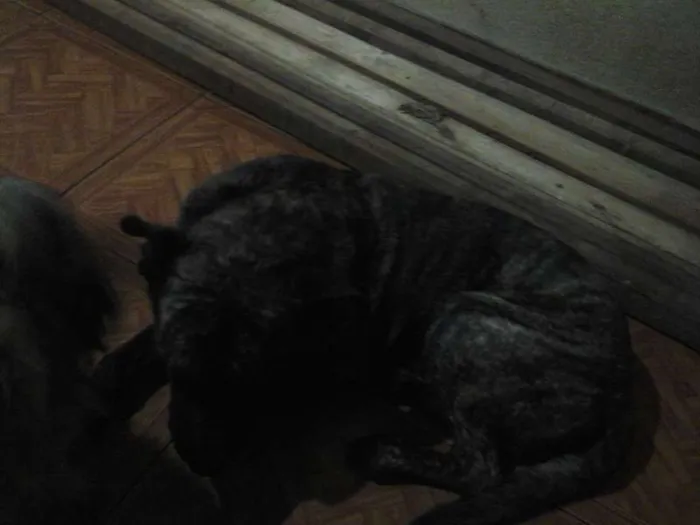 Cachorro ra a Fila idade 6 ou mais anos nome BAMBAM
