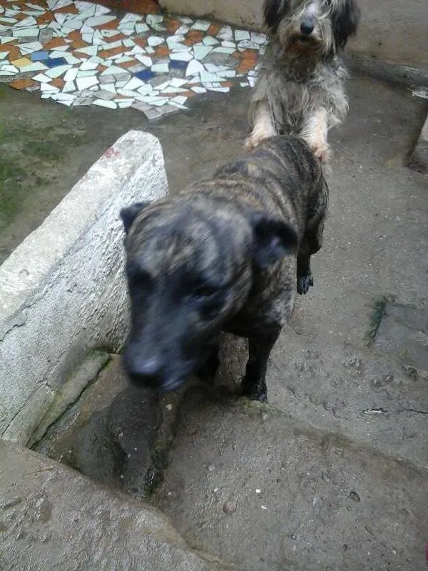 Cachorro ra a Fila idade 6 ou mais anos nome BAMBAM