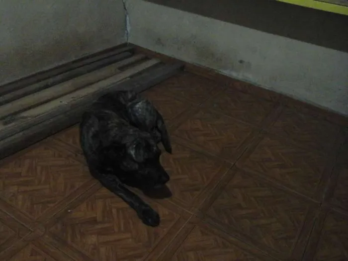 Cachorro ra a Fila idade 6 ou mais anos nome BAMBAM