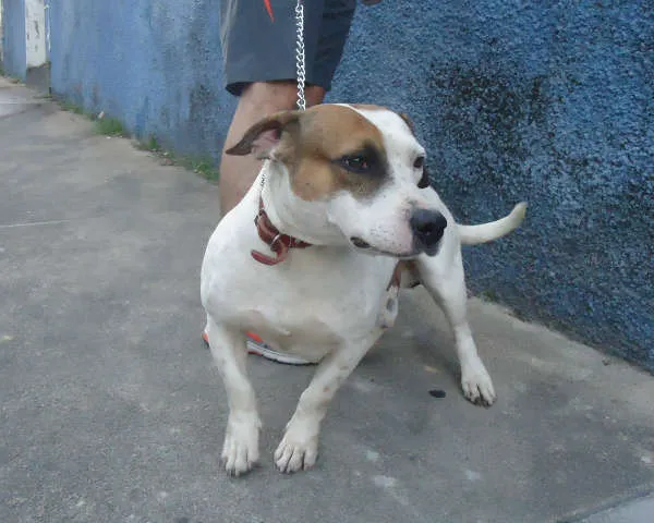 Cachorro raça SRD idade 3 anos nome Momo