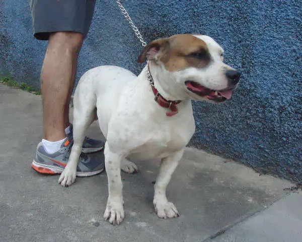 Cachorro raça SRD idade 3 anos nome Momo