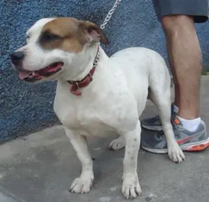 Cachorro raça SRD idade 3 anos nome Momo