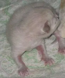Gato raça  idade Abaixo de 2 meses nome GATO