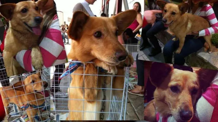 Cachorro ra a SRD idade 1 ano nome Fox