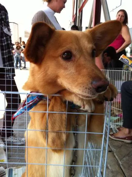 Cachorro ra a SRD idade 1 ano nome Fox