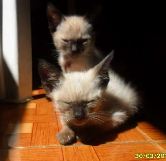 Gato ra a Siamês idade Abaixo de 2 meses nome Gato