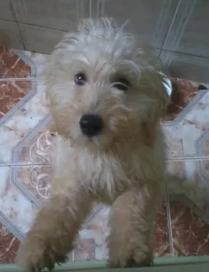 Cachorro raça Poodle idade 2 a 6 meses nome Susi