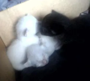 Gato raça Siamês idade 2 a 6 meses nome Principe 