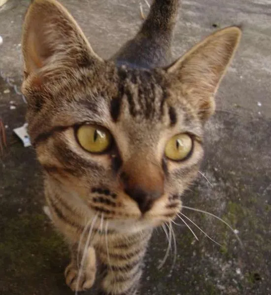 Gato ra a não sei idade 1 ano nome não sei