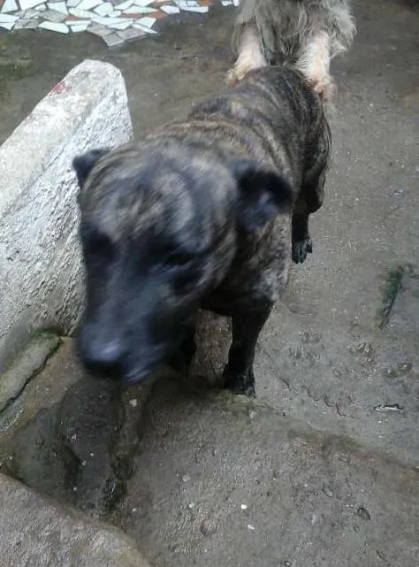Cachorro ra a Fila idade 6 ou mais anos nome BAMBAM