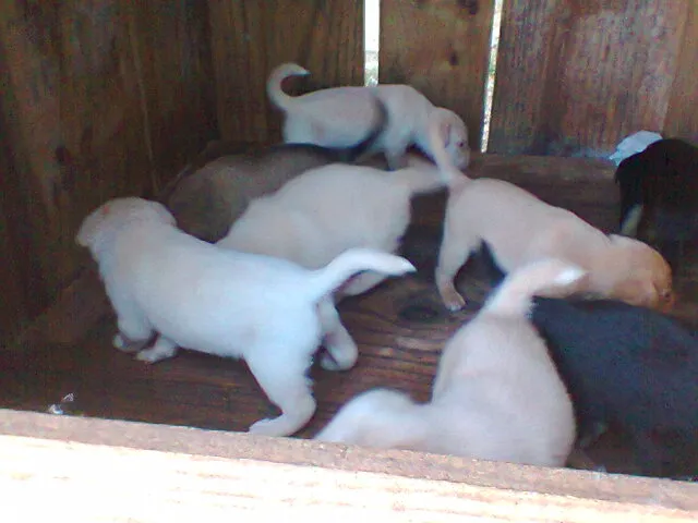 Cachorro ra a SRD idade Abaixo de 2 meses nome rex,duque,simba,nin