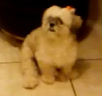 Cachorro ra a Lhasa Apso idade 4 anos nome Nina GRATIFICA
