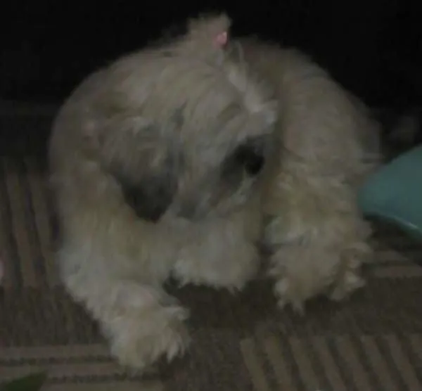 Cachorro ra a Lhasa Apso idade 4 anos nome Nina GRATIFICA