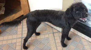 Cachorro raça Poodle idade 1 ano nome Encontrada