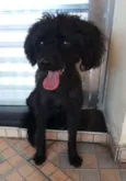 Cachorro raça Poodle idade 1 ano nome Encontrada