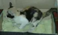 Tobia