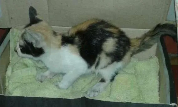 Gato ra a  idade 7 a 11 meses nome Tobia