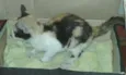 Tobia