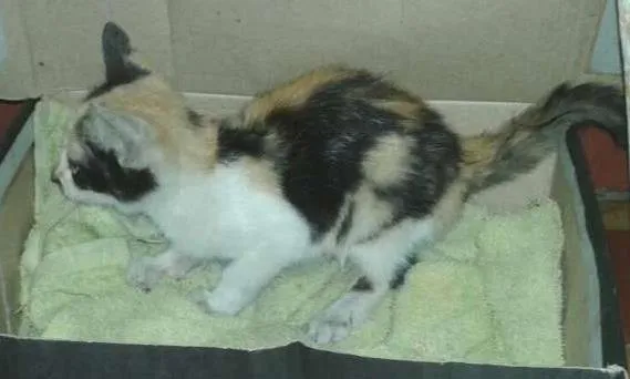 Gato ra a  idade 7 a 11 meses nome Tobia