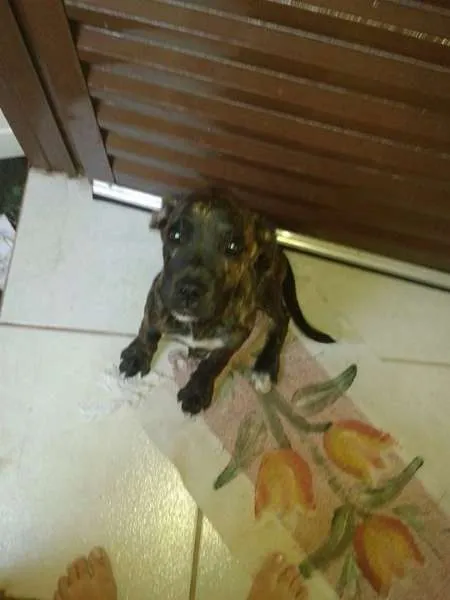 Cachorro ra a Boxer idade 2 a 6 meses nome Hanna GRATIFICA