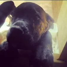 Cachorro ra a Boxer idade 2 a 6 meses nome Hanna GRATIFICA
