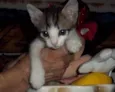 ALDO