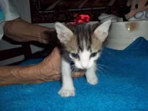 Gato raça SRD idade 2 a 6 meses nome ALDO 