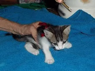 Gato ra a SRD idade 2 a 6 meses nome ALDO 
