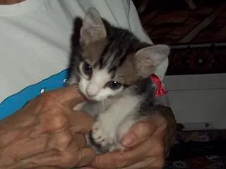 Gato ra a SRD idade 2 a 6 meses nome ALDO 