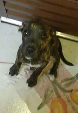 Cachorro ra a Boxer idade 2 a 6 meses nome Hanna GRATIFICA