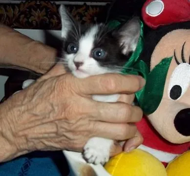 Gato ra a SRD idade 2 a 6 meses nome ARTUR