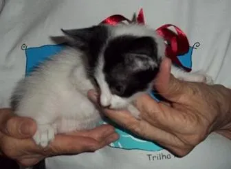 Gato ra a SRD idade 2 a 6 meses nome ARTUR