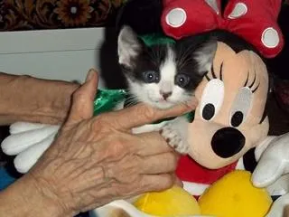 Gato ra a SRD idade 2 a 6 meses nome ARTUR
