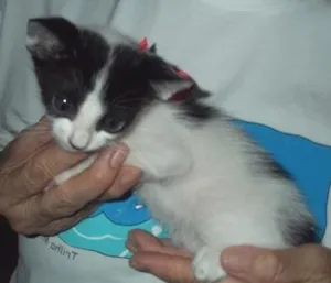 Gato raça SRD idade 2 a 6 meses nome ARTUR