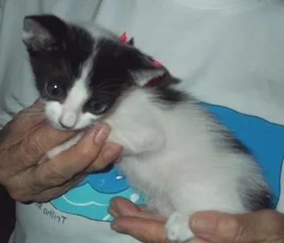 Gato ra a SRD idade 2 a 6 meses nome ARTUR