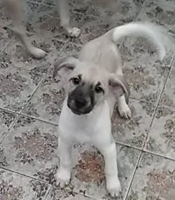 Cachorro ra a SRD idade 2 a 6 meses nome Cidinha