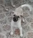 Cidinha