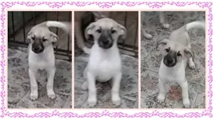 Cachorro raça SRD idade 2 a 6 meses nome Cidinha