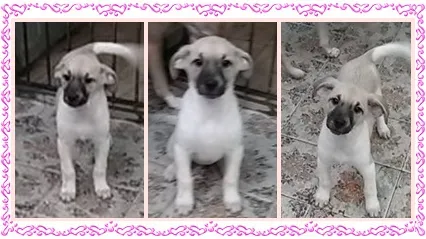 Cachorro ra a SRD idade 2 a 6 meses nome Cidinha