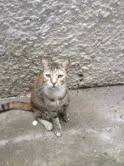 Gato raça SRD idade 1 ano nome Dara