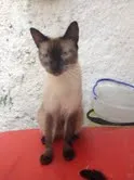 Gato ra a mix siamês idade 1 ano nome Juma