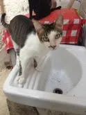 Gato raça SRD idade 1 ano nome Chiquinho