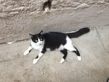 Gato raça SRD idade 7 a 11 meses nome Íris